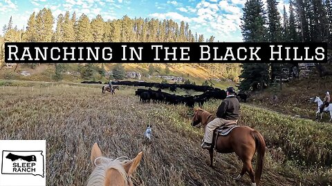 Trailing Cows 15 Miles Through The Black Hills!