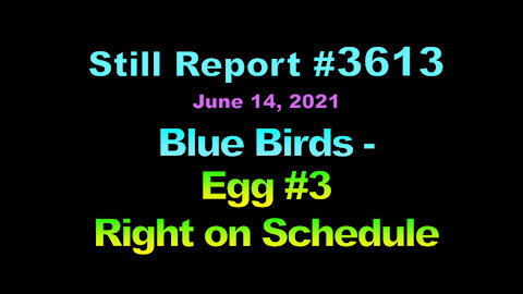 Blue Birds – Egg #3 Right on Schedule, 3613
