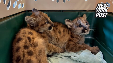 Mountain lion kittens rescued after mother killed by car