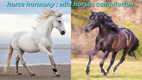 horse harmony : wild horses compilation