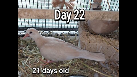 Ringneck Dove fledgling day 22