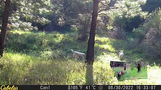 Great Pyrenees Pups caught on trail cam exploring the land