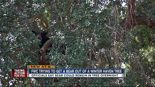 FWC monitoring bear in Polk County neighborhood