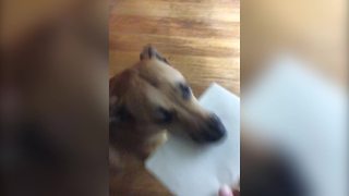 Adorable Dog Brings His Dad A Card For Father's Day