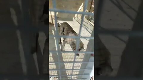 #shorts cane corso, #shorts divora tutto, #shortsvideo