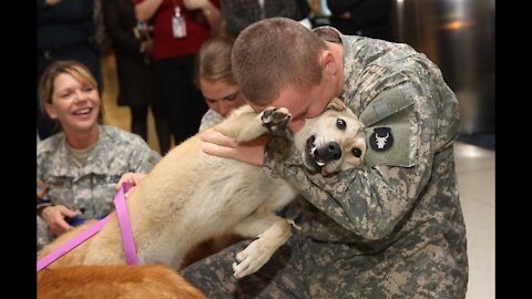 Dogs Welcoming Soldiers Home Compilation Video | Dogs Love