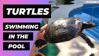 Tortugas En La Piscina 🔴 Turtles At The Pool - Exotic And Aquatic Turtles - Tortugas De Agua Fría