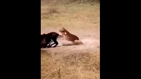 The Prey That Lions Fear The Sable Antelope Which Has The Longest Horns