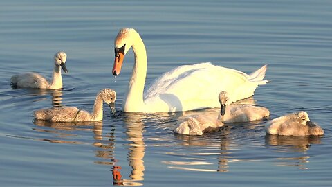 Mother Mute Swan and the Five Cygnets Two Weeks Later