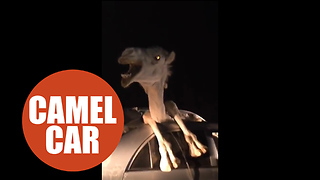 Camel becomes trapped inside car after smashing through windshield in head on collision