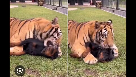 "Unlikely Friendship: Tiger and Dog Play Together in Rare Video"