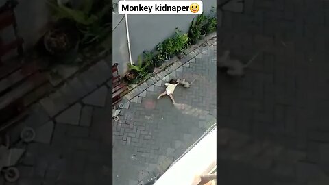 monkey the kidnaper