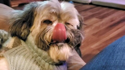 Blind Shih tzu won't stop licking