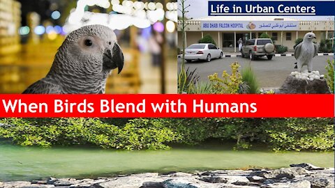 When Birds Blend with Humans