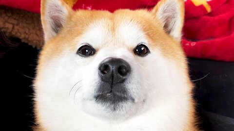 (I'm a Shibe ... now ... directly ... talking to your heart)