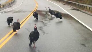 Gang of wild turkeys block US highway