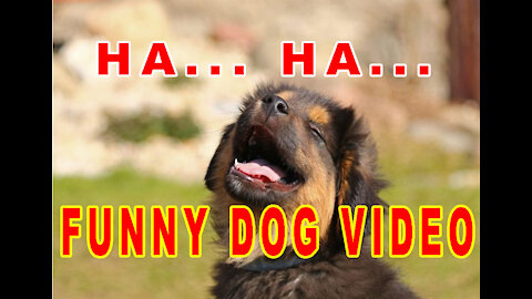 Dog Matting video 2022