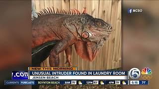 4-foot iguana found in laundry room of Jensen Beach home