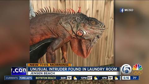 4-foot iguana found in laundry room of Jensen Beach home