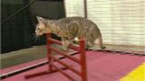 What Are Cat Agility Competitions?