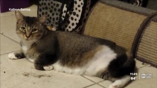 Hillsborough County Animal Control investigates after cats shot with pellet gun Hillsborough County Animal Control said another cat was shot and killed last week. Neighbors in the area said at least five cats have been shot and three have died.