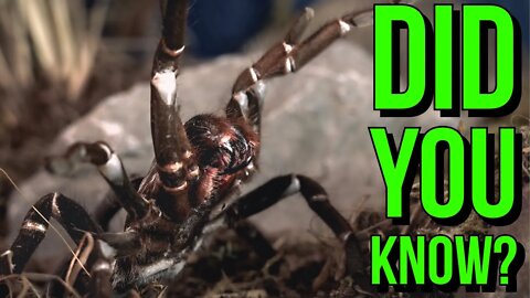 Top 5 Tarantula FACTS Everyone Needs To Know!