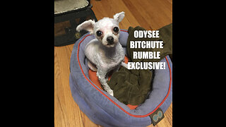 Rumble/Odysee/Bitchute Exclusive Hot Take: Nov 17th 2023 News Blast!