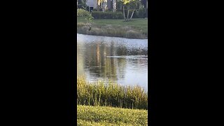 Anhinga Grabs Some Sushi #4K #DolbyVisionHDR #anhinga #sushi #fishing #fyp #fish #SWFL