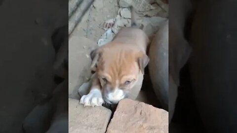 Cute Puppy Crying and looks so adorable 🥰 #shorts #puppy #dogs #youtubeshorts