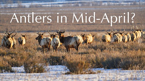 35 Bull Elk in mid-April. Many still with antlers.