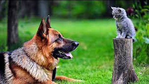 German Shepherd is Confused by the Meowing of a Tiny Kitten