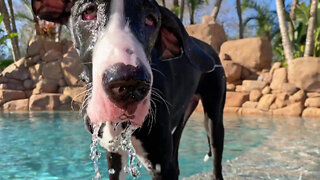 Funny Great Dane Puppy Loves To Stick Her Head Underwater