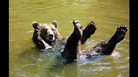 A bear swimming in the river
