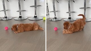 Puppy Plays With His New Toy In The Cutest Possible Way
