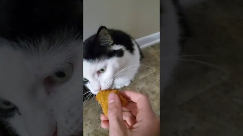 Feeding my cat a chicken nugget!