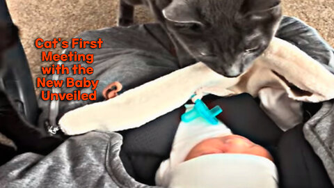 Cat's First Meeting with the New Baby Unveiled