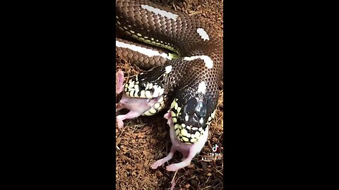 My Two Headed Snake eating. Yes both heads eat!