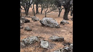 Volvon Tribe-Circle of Rocks