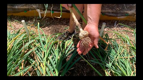 NEW BED UPDATE & HARD NECK GARLIC HARVEST