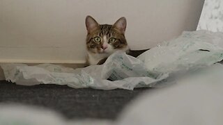 Funny Cat Has Hidden