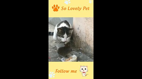 Cute and Funny Cat vs Dogs Videos Compilation 2021 p106 @Shorts @Animal_Full-HD