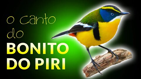 BONITO DO PIRI | Papa Piri Cantando - O Canto do Papa Piri