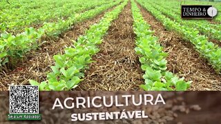 Em MG Grupo IeFe cultiva soja sobre palha de braquiaria para maior produtividade