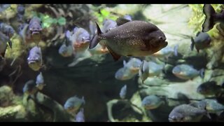 Piranha (Colossoma macropomum) in an aquarium4