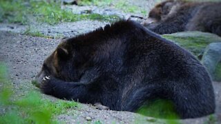 A Black Bear Has Been Killed In BC Because People Kept Leaving Food Out To Get Videos