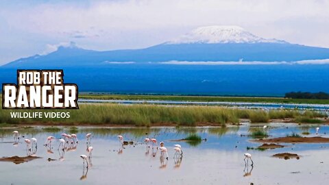 Amboseli Flamingos With Mount Kilimanjaro | Zebra Plains Safari