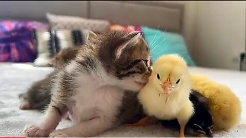 Baby Kittens and Tiny Chicks ( Cuteness Overload)