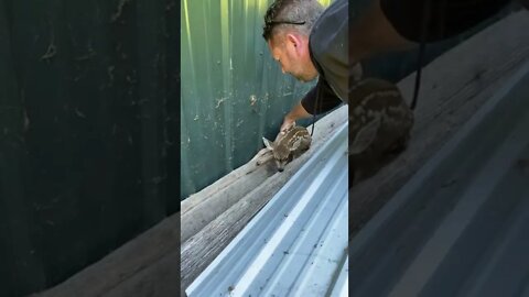 Fawn rescued