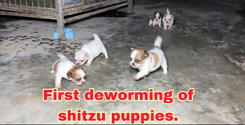 Shitzu puppies