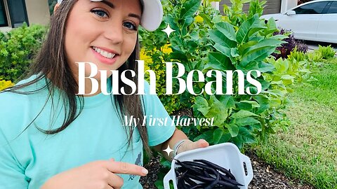 PURPLE Bush Beans?!
